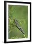 Black Swallowtail caterpillar eating on fennel, Hill Country, Texas, USA-Rolf Nussbaumer-Framed Premium Photographic Print