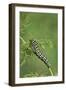 Black Swallowtail caterpillar eating on fennel, Hill Country, Texas, USA-Rolf Nussbaumer-Framed Photographic Print