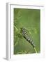 Black Swallowtail caterpillar eating on fennel, Hill Country, Texas, USA-Rolf Nussbaumer-Framed Photographic Print