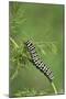 Black Swallowtail caterpillar eating on fennel, Hill Country, Texas, USA-Rolf Nussbaumer-Mounted Photographic Print