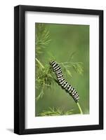 Black Swallowtail caterpillar eating on fennel, Hill Country, Texas, USA-Rolf Nussbaumer-Framed Photographic Print