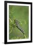 Black Swallowtail caterpillar eating on fennel, Hill Country, Texas, USA-Rolf Nussbaumer-Framed Photographic Print