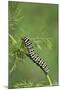 Black Swallowtail caterpillar eating on fennel, Hill Country, Texas, USA-Rolf Nussbaumer-Mounted Photographic Print