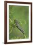 Black Swallowtail caterpillar eating on fennel, Hill Country, Texas, USA-Rolf Nussbaumer-Framed Photographic Print