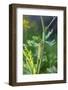 Black swallowtail caterpillar feeding on rue-Richard and Susan Day-Framed Photographic Print