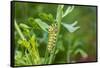 Black swallowtail caterpillar feeding on rue-Richard and Susan Day-Framed Stretched Canvas