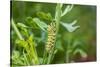 Black swallowtail caterpillar feeding on rue-Richard and Susan Day-Stretched Canvas