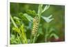 Black swallowtail caterpillar feeding on rue-Richard and Susan Day-Framed Photographic Print