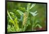 Black swallowtail caterpillar feeding on rue-Richard and Susan Day-Framed Photographic Print