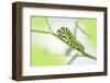 Black Swallowtail caterpillar, USA-Lisa Engelbrecht-Framed Photographic Print