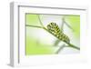 Black Swallowtail caterpillar, USA-Lisa Engelbrecht-Framed Photographic Print