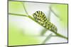 Black Swallowtail caterpillar, USA-Lisa Engelbrecht-Mounted Photographic Print