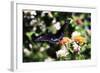 Black Swallowtail II-Alan Hausenflock-Framed Photographic Print