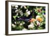 Black Swallowtail II-Alan Hausenflock-Framed Photographic Print
