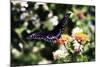 Black Swallowtail II-Alan Hausenflock-Mounted Photographic Print