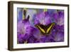 Black Swallowtail Male from Costa Rica, Papilio Polyxenes-Darrell Gulin-Framed Photographic Print