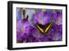 Black Swallowtail Male from Costa Rica, Papilio Polyxenes-Darrell Gulin-Framed Photographic Print