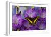 Black Swallowtail Male from Costa Rica, Papilio Polyxenes-Darrell Gulin-Framed Photographic Print