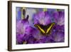 Black Swallowtail Male from Costa Rica, Papilio Polyxenes-Darrell Gulin-Framed Photographic Print