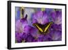 Black Swallowtail Male from Costa Rica, Papilio Polyxenes-Darrell Gulin-Framed Photographic Print