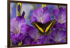 Black Swallowtail Male from Costa Rica, Papilio Polyxenes-Darrell Gulin-Framed Photographic Print