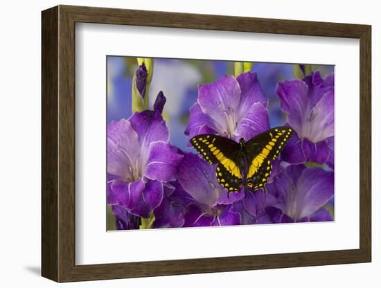 Black Swallowtail Male from Costa Rica, Papilio Polyxenes-Darrell Gulin-Framed Photographic Print