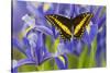 Black Swallowtail Male from Costa Rica, Papilio Polyxenes-Darrell Gulin-Stretched Canvas