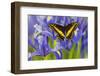 Black Swallowtail Male from Costa Rica, Papilio Polyxenes-Darrell Gulin-Framed Photographic Print