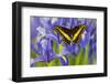 Black Swallowtail Male from Costa Rica, Papilio Polyxenes-Darrell Gulin-Framed Photographic Print