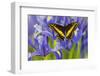 Black Swallowtail Male from Costa Rica, Papilio Polyxenes-Darrell Gulin-Framed Photographic Print