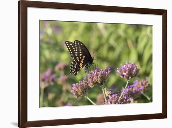 Black Swallowtail male on Brazilian Verbena, Illinois-Richard & Susan Day-Framed Premium Photographic Print