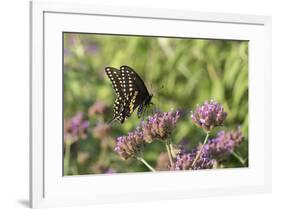 Black Swallowtail male on Brazilian Verbena, Illinois-Richard & Susan Day-Framed Premium Photographic Print