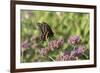 Black Swallowtail male on Brazilian Verbena, Illinois-Richard & Susan Day-Framed Premium Photographic Print