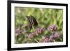 Black Swallowtail male on Brazilian Verbena, Illinois-Richard & Susan Day-Framed Premium Photographic Print