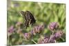 Black Swallowtail male on Brazilian Verbena, Illinois-Richard & Susan Day-Mounted Premium Photographic Print