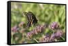 Black Swallowtail male on Brazilian Verbena, Illinois-Richard & Susan Day-Framed Stretched Canvas