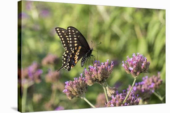 Black Swallowtail male on Brazilian Verbena, Illinois-Richard & Susan Day-Stretched Canvas