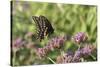 Black Swallowtail male on Brazilian Verbena, Illinois-Richard & Susan Day-Stretched Canvas