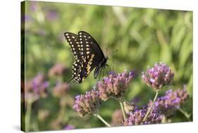 Black Swallowtail male on Brazilian Verbena, Illinois-Richard & Susan Day-Stretched Canvas