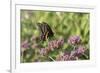 Black Swallowtail male on Brazilian Verbena, Illinois-Richard & Susan Day-Framed Photographic Print