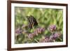 Black Swallowtail male on Brazilian Verbena, Illinois-Richard & Susan Day-Framed Photographic Print