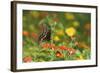 Black Swallowtail Male on Red Spread Lantana, Marion Co. Il-Richard ans Susan Day-Framed Photographic Print