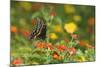 Black Swallowtail Male on Red Spread Lantana, Marion Co. Il-Richard ans Susan Day-Mounted Photographic Print