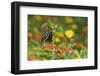 Black Swallowtail Male on Red Spread Lantana, Marion Co. Il-Richard ans Susan Day-Framed Photographic Print