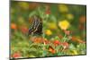 Black Swallowtail Male on Red Spread Lantana, Marion Co. Il-Richard ans Susan Day-Mounted Photographic Print