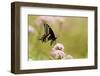 Black Swallowtail Male on Swamp Milkweed Marion Co. Il-Richard ans Susan Day-Framed Photographic Print