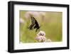 Black Swallowtail Male on Swamp Milkweed Marion Co. Il-Richard ans Susan Day-Framed Photographic Print