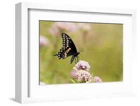 Black Swallowtail Male on Swamp Milkweed Marion Co. Il-Richard ans Susan Day-Framed Photographic Print