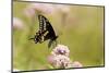 Black Swallowtail Male on Swamp Milkweed Marion Co. Il-Richard ans Susan Day-Mounted Photographic Print