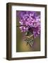 Black Swallowtail Newly Emerged, Eastern Redbud. Marion, Illinois, Usa-Richard ans Susan Day-Framed Photographic Print